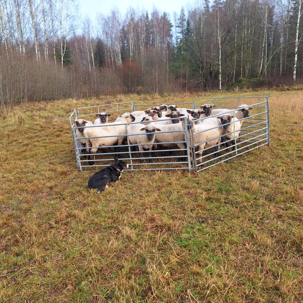 Žurnāla “Latvijas Lopkopis” oktobra numurā