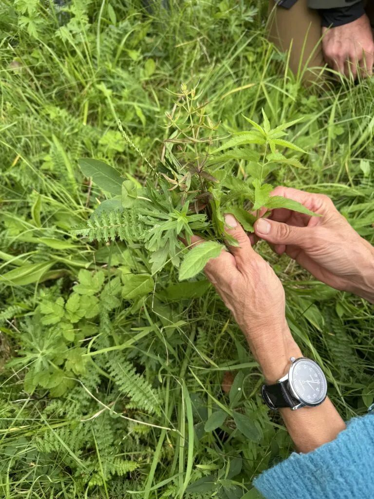 Mācības par bioloģiskās daudzveidības saglabāšanu lauksaimniecībā